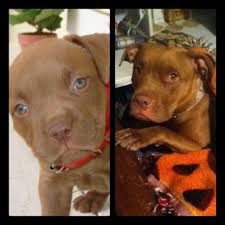 Losing a beloved pet after 15 years