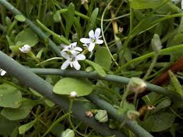 Image result for Limosella