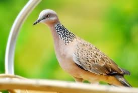 Cara membedakan perkutut jantan & betina akurat halo sob, kali ini saya akan bagikan tips lagi. 10 Cara Ternak Burung Tekukur Bagi Pemula Arenahewan Com