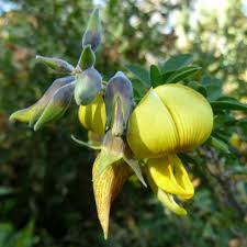 Image result for Crotalaria onobrychis