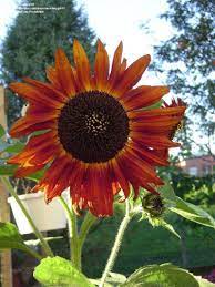 Plantfiles Pictures Sunflower Velvet Queen Helianthus Annuus By Amylynn1217 Sunflower Happy Flowers Flower Farm