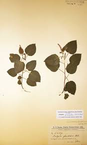 Image result for Acalypha chirindica