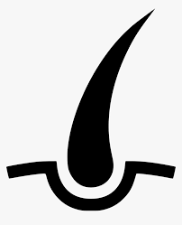 It looked like a short white hair but i pulled it with tweezers for her and the base was much larger in width and length than a hair. Hairs Shave Follicle Beauty Hair Bulb Hair Follicle Png Transparent Png Kindpng