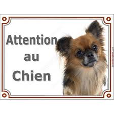 Pancarte Chihuahua Fauve Charbonne A Poils Longs Attention Au Chien Tailles Disponibles 16 X 12 Cm 24 X 16 Cm A Partir De 9 95 Chihuahua Dogs Animals