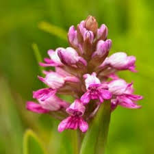 Image result for Satyrium coriophoroides