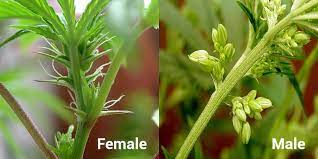 Male And Female Cannabis Plants New Normal 420