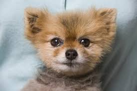 Where can i find free puppies near me. Adopting Puppies For Free Cuteness Puppies Near Me Puppy Adoption Puppies