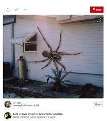 In 2013, they were moved to the new genus er. Giant Florida Cane Spider Attacks House In Photo Fiction Truth Or Fiction