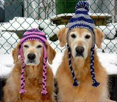 Cappelli In Lana Per Cani Crochet Dog Dog Hat Cute Dogs