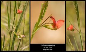 Image result for Lathyrus sphaericus