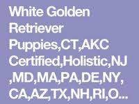 We have eleven golden retriever puppies for sale, they are hand raised. White Golden Retriever Puppies English Cream Nj Ma Pa Fl Ct Ri De Ny Ca Az Va Tx Golden Retriever White Golden Retriever White Golden Retriever Puppy