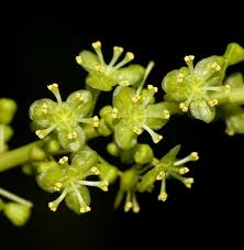 Image result for Tinospora fragosa