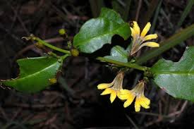 Image result for Goodeniaceae