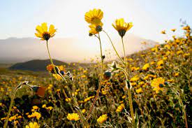 Free for commercial use no attribution required high quality images. California Super Bloom Where To See Desert Wildflowers In Palm Springs