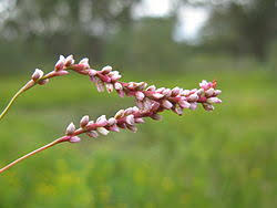 Image result for Persicaria decipiens
