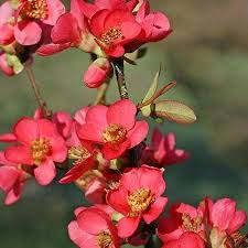 In warm and rainy years, however, the leaves may succumb to a fungus that spreads by splashing water and causes leaf spot and possible defoliation by late summer. Flowering Quinces For Sale Fastgrowingtrees Com
