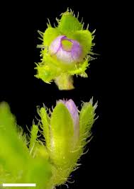 Image result for Veronica javanica