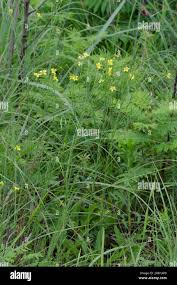 Image result for Limeum sulcatum