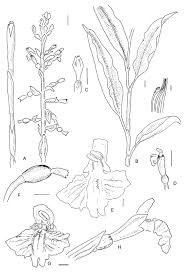 Image result for Blotiella bouxiniana