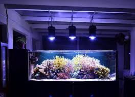 Orphek Led Revolution Dif100 Saltwater Fish Tanks Saltwater Tank Marine Aquarium
