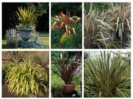 Image result for Phormium