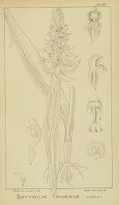 Image result for Satyrium trinerve