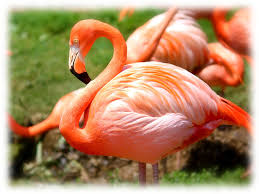 Flamengo série a league level: Krafttier Flamingo Feinfuhliger Liebesvogel