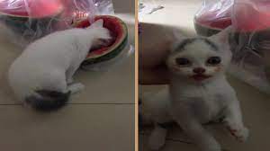 Maybe you would like to learn more about one of these? Cute Cat Eating Watermelon Youtube