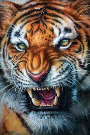 Tiger Art Print By Derek Turcotte Icanvas In 2020 Tiger Art Tiger Pictures Tiger Images