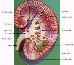 Chronic Renal Failure Kidney Kidney Dialysis