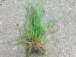 Image result for Poa
