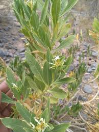 ينصح الشيوخ عادة استعمال بخور الحرمل فعلاج العديد من المشكلات التي يعانى منها البعض اضرار بخور الحرمل , مخاطر استنشاق بخور الحرمل ضرر بخور الحرمل Ø§Ù„Ø­Ø±Ù…Ù„ Hashtag On Twitter