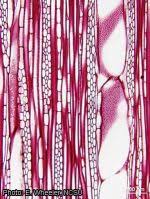 Image result for Casearia gladiiformis