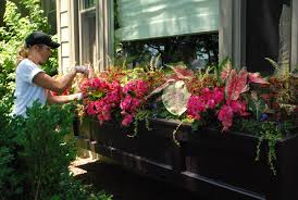 Blue lobelia is a wonderful annual to add to your garden this year. No Hassle Planting Old School Lawn Service