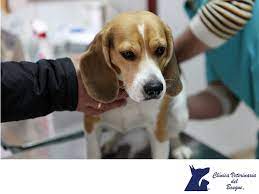 pin en tips para mascotas