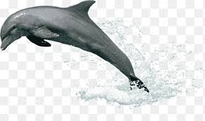 Check spelling or type a new query. Whale Jumping Out Of Water Whale Out Of Water Png Pngegg