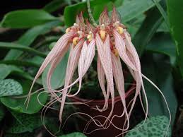 Image result for Bulbophyllum sandersonii