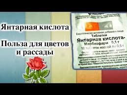 янтарная кислота для комнатных растений в таблетках как применять Chto Predstavlyaet Soboj Yantarnaya Kislota Eyo Polza Dlya Rastenij Pravilnoe Prigotovlenie Rastvora Iz Tabletok Populyar Cvety Organicheskoe Sadovodstvo Rasteniya