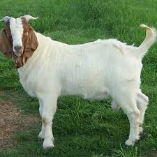 Sedangkan hewan yang digunakan dalam aqiqah ialah seekor kambing. Detail Blog Aksiberbagi Com