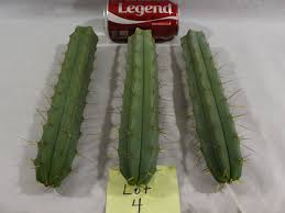 Here's a great chance to buy two legendary cactus species ('peyote' and 'san pedro') together and get a cool 10% discount in the process! Trichocereus Bridgesii San Pedro Cactus And Similar Items