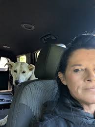 Stray shepherd found near Sadie's Diner in Tuscaloosa