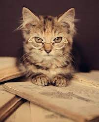 they think you re smart cats cute animal pictures cats and kittens
