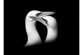 The best images from the Monochrome Wildlife Challenge 2023