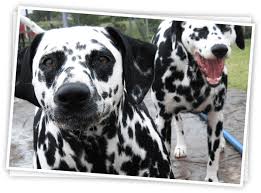 Happy tails pet resort and spa. Pet Boarding Service In Richmond Tx Pet Boarding Near Me Waggin Tails Animal Inn