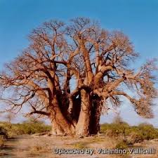 Image result for Adansonia digitata