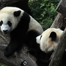 Free for commercial use no attribution required high quality images. Giant Pandas Are No Longer Endangered But Still Vulnerable The Verge
