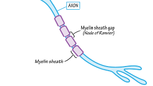 Axón