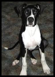 We did not find results for: 9 Great Pitdanes Ideas Great Dane Mix Great Dane Pitbulls