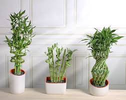 Cutting a lucky bamboo will make the plant grow more and develop better, so pruning is encouraged. Costa Farms Lucky Bamboo Details Lucky Bamboo Plants Lucky Bamboo Lucky Bamboo Decor