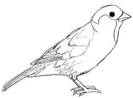 Sparrow Bird Drawing For Kids With Colour Sparrow Drawing Step 5 Sparrow Drawing Bird Sketch Pictures To Draw